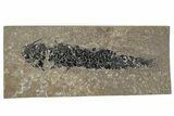 Devonian Lobed-Fin Fish (Osteolepis) Fossil - Scotland #240750-1